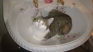 wonderful places that cats sleep