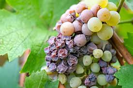 Image result for Botrytis cinerea