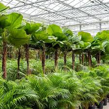 Image result for Licuala grandis