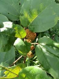 Image result for Urera