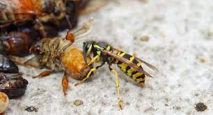 Yellow Jackets Bee Informed Partnership