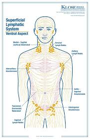Lymphatic Massage Techniques For Health And Beauty With Images Lymph Massage Lymphatic Massage Lymphatic Drainage Massage