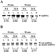 reduction and restoration of mitochondrial dna content after