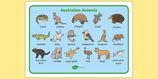 About the animals coloring pages. Australian Animals Colouring Sheets Classroom Resource Twinkl