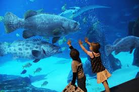 Aquarium Georgia Atlanta Usa One Day Ill Make It There Georgia Aquarium Amazing Aquariums Aquarium