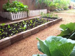 Ada beberapa tanaman sayur yang bisa kamu tanam sendiri di pekarangan rumah. 22 Gambar Inspirasi Kebun Sayur Belakang Rumah Inspirasi Berkebun