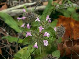 Image result for Clinopodium uhligii