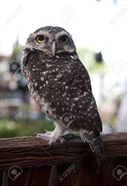 Try going outside after midnight and listen for 15 minutes. Owls Are Birds Feeding At Night From Time To Time But Somtime We Have Chance To See It In The Daytime Stock Photo Picture And Royalty Free Image Image 17999519