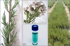 Image result for Eriocephalus ambiguus