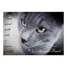 Pin On Quotes From Cats