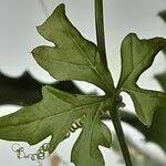 Image result for Kedrostis nana