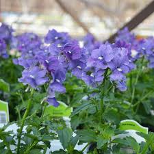 Image result for Nemesia
