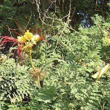 Image result for Erythrostemon gilliesii