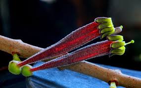 Image result for Tapinanthus