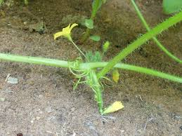 Image result for Cucumis humifructus