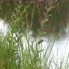 Image result for Tacazzea