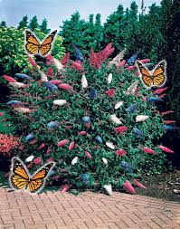 Grossistes arbre persistant de la chine arbre persistant grossistes,ventes en gros et bien plus sur alibaba.com. Arbre A Papillons Tricolore Bleu Blanc Rouge Buddleia Buddleja Davidii