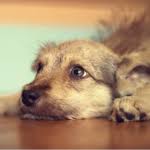 Check spelling or type a new query. 5 Things Not To Do When Teaching Your Puppy Not To Bite Puppy Leaks