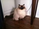 Available Ragdoll Kittens For Sale & Cats For Adoption
