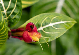 Image result for Sanchezia