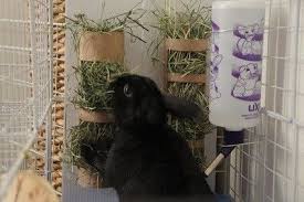 With these diy coat rack projects that are all uniquely distinct, totally functional, and handmade, you will stun your visitors with your creativity! 40 Hay Rack Litter Box Ideas Hay Racks Litter Box Bunny Care