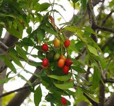 Image result for Harpephyllum afrum