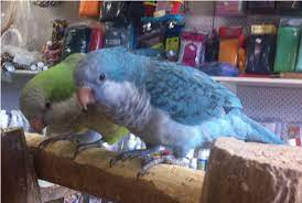 We did not find results for: Hand Raised Quaker Parrot For Sale Birdsville