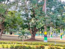 Image result for Eureiandra eburnea