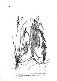 Image result for Harpachne