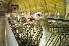 Download now kandang bebek petelur terbaik agar produksi stabil tanpa air. Jenis Kandang Bebek Yang Wajib Anda Ketahui