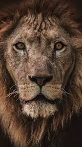 Available for hd, 4k, 5k pc, mac, desktop and mobile phones. Lion Face Iphone Wallpaper Tumblr