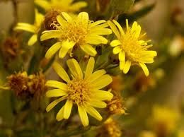 Raccontavo la storia di giulia, una mia amica poco più che 30enne che si è trovata improvvisamente vedova 4 anni fa con due figli piccolissimi. Dittrichia Viscosa Arbusto Con Fiori Gialli Simili A Margherite Giardinaggio