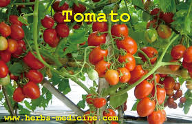 It's one of many strange and lovely haircuts from japan that kotaku's brian ashcraft found. Hair Beauty Use Tomato Herbal Medicine