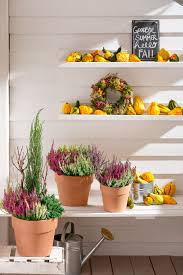 Pflanzen Fur Balkon Und Terrasse In 2020 Balkon Pflanzen Pflanzen Heidekraut