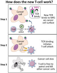 He says ovarian cancer may be more difficult to find because of where ovaries are found in women. Newly Discovered T Cell Could Represent Dawn Of Universal Cancer Therapy Technology Networks