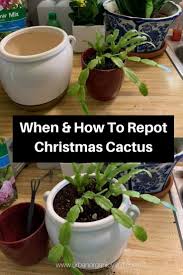 How to propagate christmas cactus. Repotting A Christmas Cactus Isn T A Difficult Task However You Might Need To Be Gentle When Transpl Christmas Cactus Plant Christmas Cactus Care Cactus Care