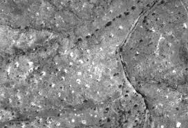 Image result for Maerua prittwitzii