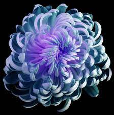 Flower Turquoise Violet Chrysanthemum Motley Garden Flower Black Isolated Back Affiliate Motley Gard Crysanthemum Flower November Flower Violet Flower