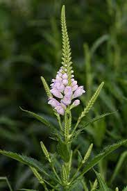 Obedient Plant Physostegia Virginiana Plants Obedient Plant Plastic Lawn Edging