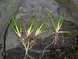 Image result for Isoetaceae