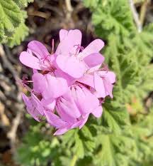 Image result for Pelargonium graveolens