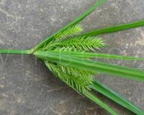 Image result for Cyperus cyperoides
