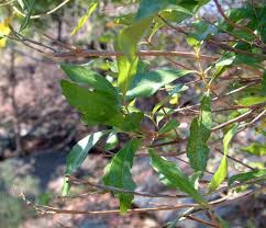 Image result for Nuxia oppositifolia