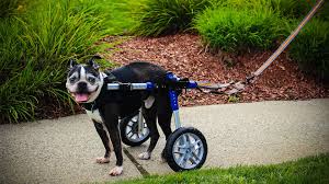 Dog Wheelchair Leash Double Dog Leash Handicappedpets Dog Wheelchair Dog Leash Dual Dog Leash