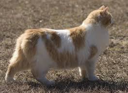 How much sleep does your kitten need? Manx Cat Price Cost Range Where To Find Manx Kittens For Sale