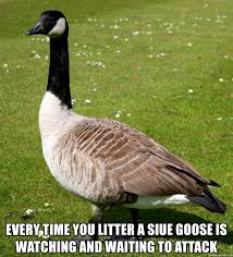 The best memes from instagram, facebook, vine, and twitter about goose attack. Every Time You Litter A Siue Goose Is Watching And Waiting To Attack Good Guy Goose Meme Generator