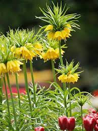 They tend to feed almost every kind of they love eating the vine of sweet potatoes as it's not deer resisting. 12 Beautiful Bulbs Deer And Rabbits Don T Eat Rabbit Resistant Plants Plants Deer Resistant Plants