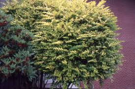 Image result for ligustrum ovalifolium