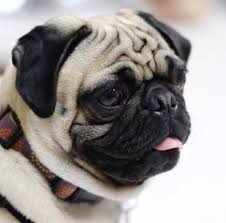 Contact for for pets sake grooming parlour. For Pets Sake Forpetssakeofalexandria