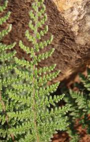 Image result for Cheilanthes hirta